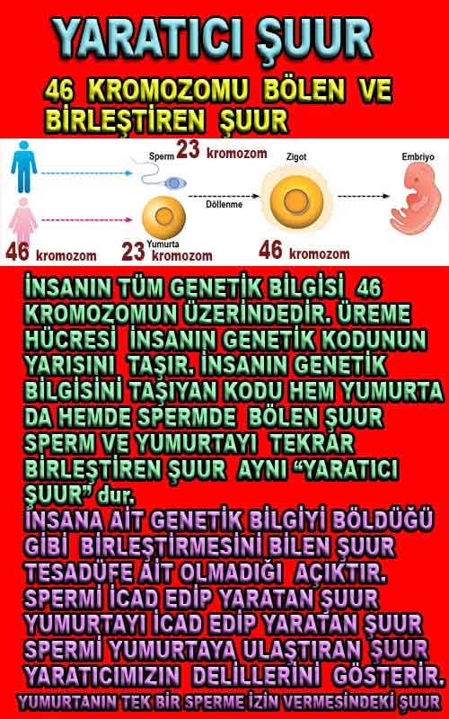 ALLAH ın delilleri,ALLAH, #ALLAH, allah-delilleri, allahin-delilleri, allahin delilleri, allah in varlığının delilleri,