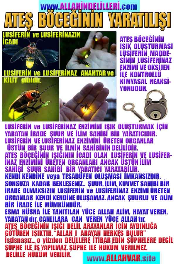ALLAH ın delilleri,ALLAH, #ALLAH, allah-delilleri, allahin-delilleri, allahin delilleri, allah in varlığının delilleri,