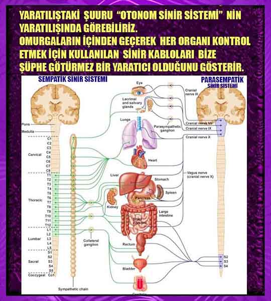 ALLAH, #ALLAH, allah-delilleri, allahin-delilleri, allahin delilleri, allah in varlığının delilleri, allahin varlığınin delilleri, allah var, @allahvar, @allah-delilleri, #allah-delil, #allahin-delilleri, allahin varlığını nasıl anlayabilirim?