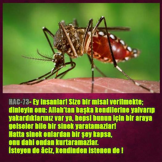 ALLAH ın delilleri,ALLAH, #ALLAH, allah-delilleri, allahin-delilleri, allahin delilleri, allah in varlığının delilleri,