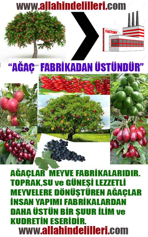 ALLAH ın delilleri,ALLAH, #ALLAH, allah-delilleri, allahin-delilleri, allahin delilleri, allah in varlığının delilleri,